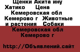 Щенки Акита-ину (Хатико)  › Цена ­ 40 000 - Кемеровская обл., Кемерово г. Животные и растения » Собаки   . Кемеровская обл.,Кемерово г.